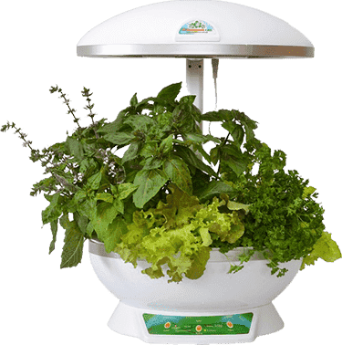 Гидропонные и аэропонные системы для выращивания растений в домашних условиях