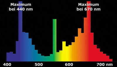 Спектр лампы фитоспектра osram fluora