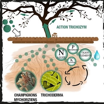 схема корня и воздействия добавки Trichozym 420 hydroponics