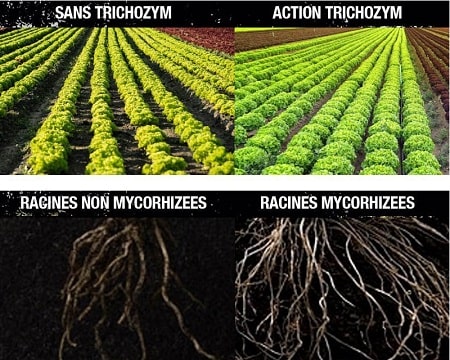 схема воздействия добавки Trichozym 420 hydroponics