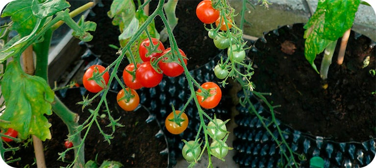 Выращивание растений в горшках Air-Pot