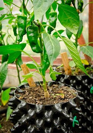Контейнер для растений Air Pot