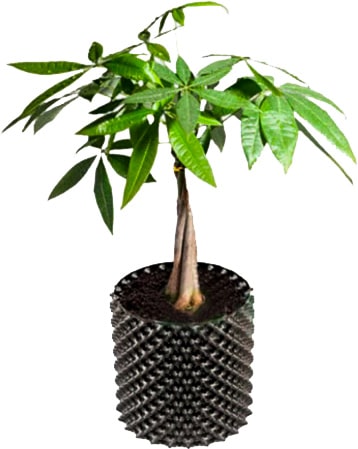Растение в горшке Aero Pruning Pot