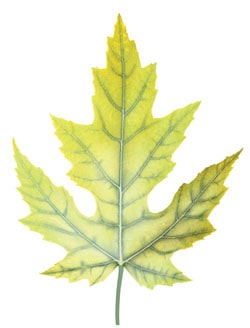 Признаки нехватки микроэлементов железа у растений по листьям на фото