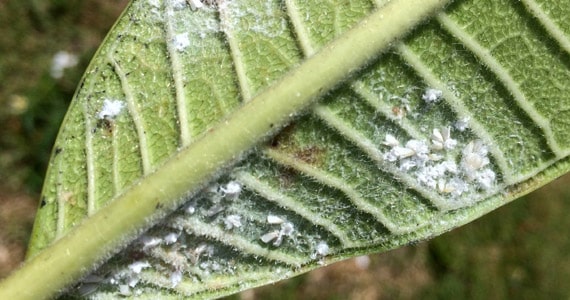 Белокрылка на листьях растений