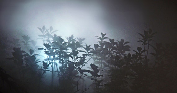 растения в тумане