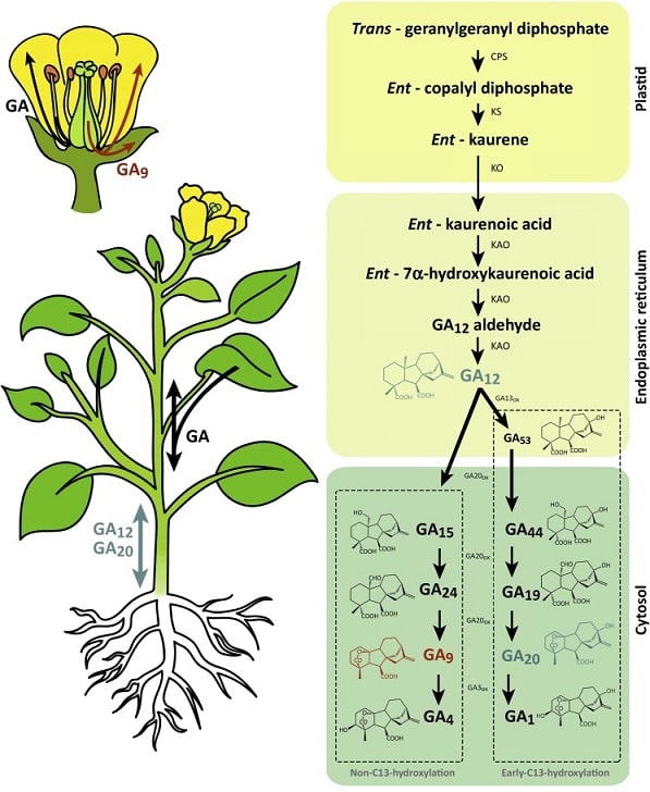 Нахождение и транспорт гиббереллинов в растениях