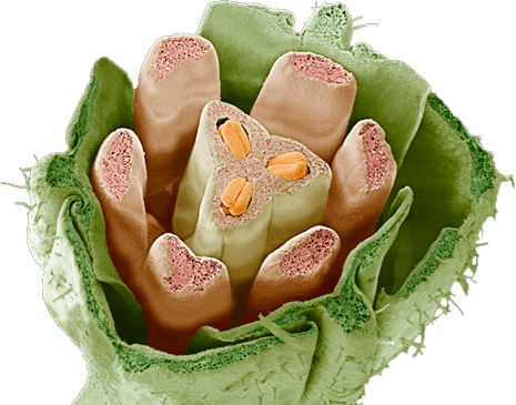 Цветная сканирующая электронная микрофотография криомаринованного (СЭМ) цветка с удаленной верхушкой