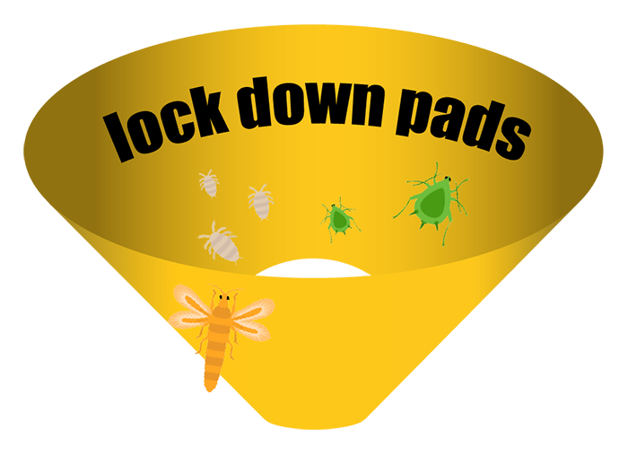   LockDown Pads    -  1