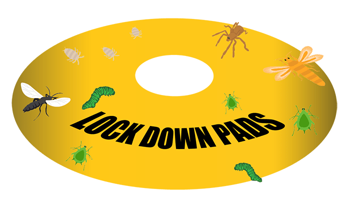   LockDown Pads    -  3