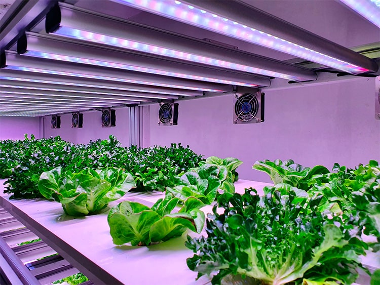 LED освещение для гидропоники