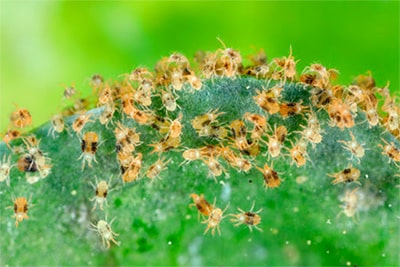 Паутинные клещи