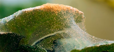 Вред паутинных клещей