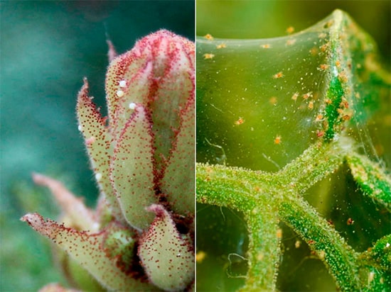 Паутинный клещ крупным планом