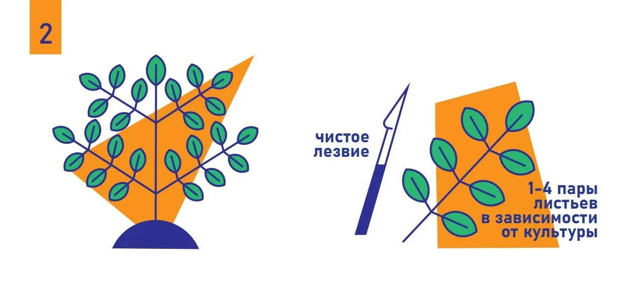 ���������� �� ���������� ����-����������� Orange Tree Doctor Root - ��� 2