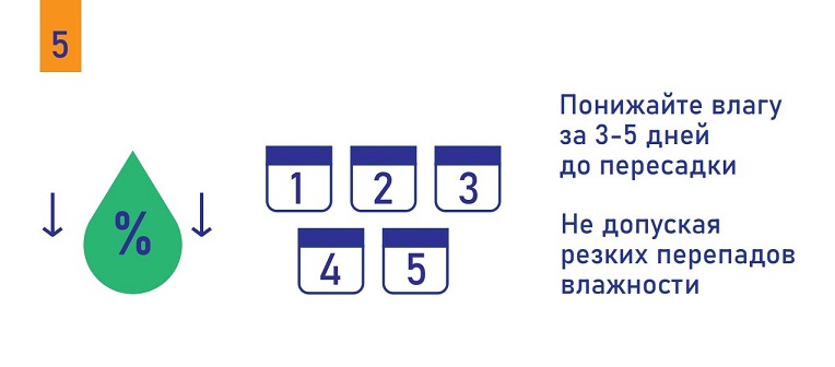 ���������� �� ���������� ����-����������� Orange Tree Doctor Root - ��� 5