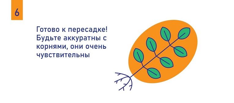 ���������� �� ���������� ����-����������� Orange Tree Doctor Root - ��� 6