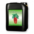  Chilli Focus 5 